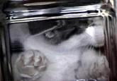Bonsai Kittens