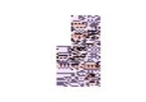 pokemon glitches
