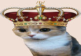 Peter the Cat (The King of /b/)