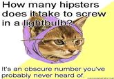 Hipster Kitty