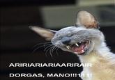Dorgas