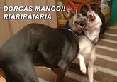 Dorgas