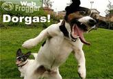 Dorgas