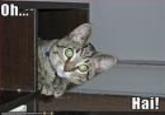 OH HAI