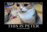 Peter the Cat (The King of /b/)