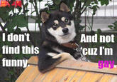 Cool Dog