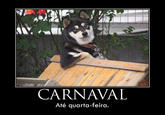 Cool Dog