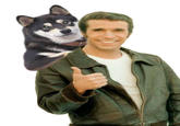 Cool Dog