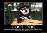 Cool Dog
