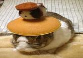 Pancake Bunny