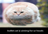 Bullet Cat