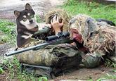 Cool Dog