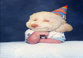 Birthday Dog