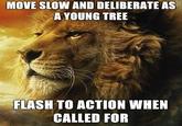Power Lion