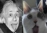 OMG Cat