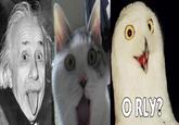 OMG Cat