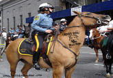 Riot Dog
