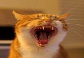OMG Cat