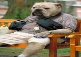 Human Dog