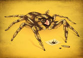 Paying Bills with Spider Drawings (Seven-Legged Spider)