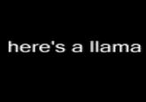 The Llama Song