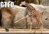 GTFO