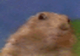Dramatic Chipmunk / Drama Prairie Dog