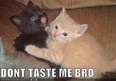 Don't Tase Me Bro!