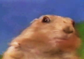 Dramatic Chipmunk / Drama Prairie Dog
