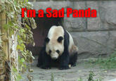 Sad Panda