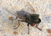 Jasper the Fly