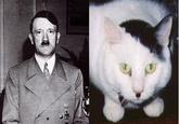 Kitler