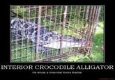 Interior Crocodile Alligator