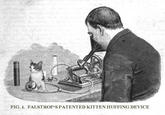 kitten huffing