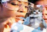 kitten huffing