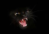 Basement Cat