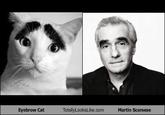 Eyebrow Cat (眉毛猫)