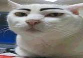 Eyebrow Cat