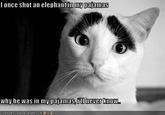 Eyebrow Cat