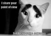 Eyebrow Cat (眉毛猫)