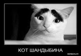 Eyebrow Cat