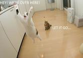 Gravity Cat