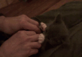 Surprised Kitty