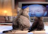 Tony Kornheiser's "Why"