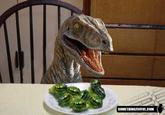 Broccoli Dog