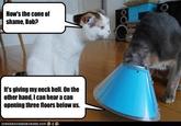 Cone of Shame