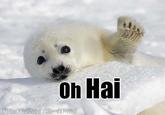 OH HAI