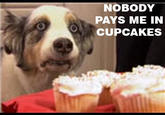 Cupcake Dog