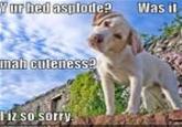 Your Head Asplode