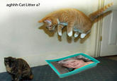 Mary Bale (Woman dumped cat in wheelie bin)